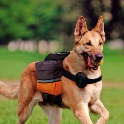 Harnais DOG SCOUT