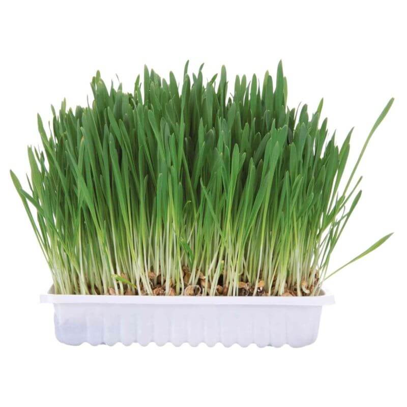 Bac d'herbe aux petits animaux, 100 g