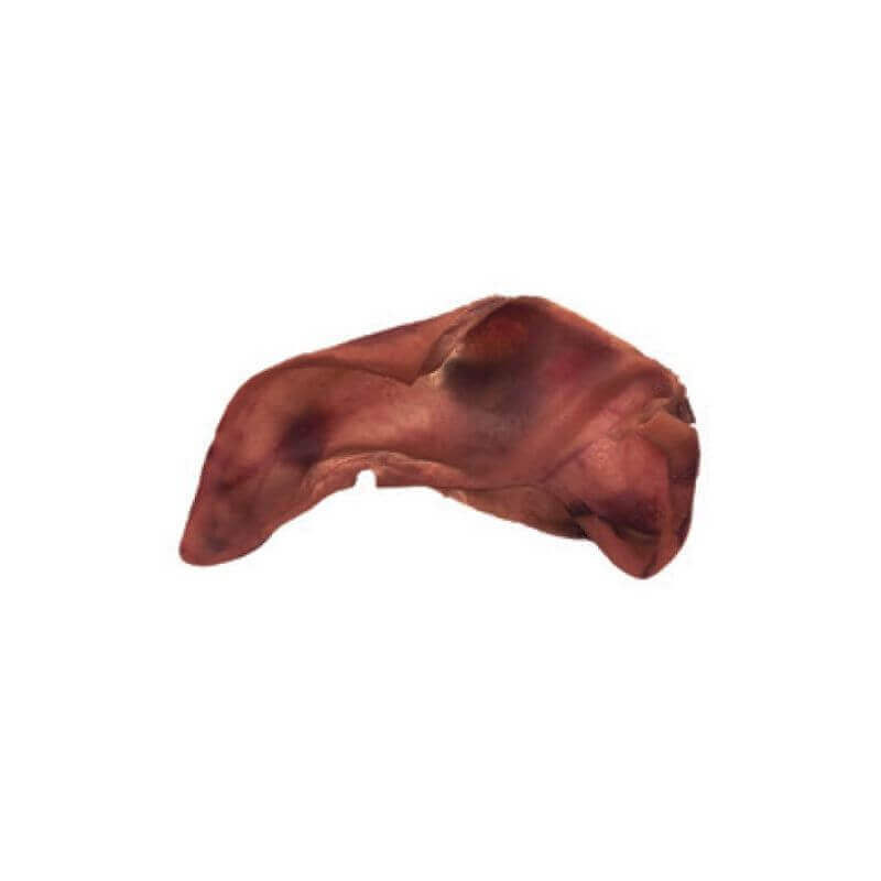 Arquivet Oreille de porc géante Arquivet Oreille de porc géante