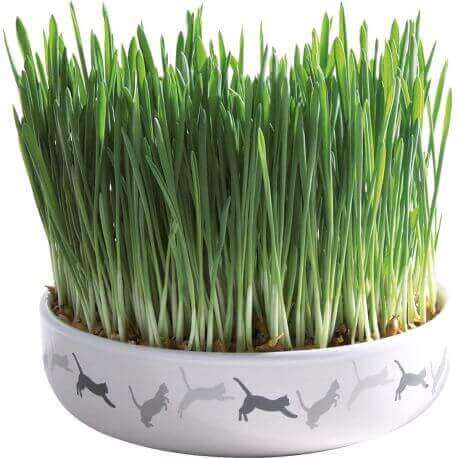 Herbe à chats avec gamelle, en céramique, ø 15 × 4 cm, 50 g Herbe à chats avec gamelle, en céramique, ø 15 × 4 cm, 50 g