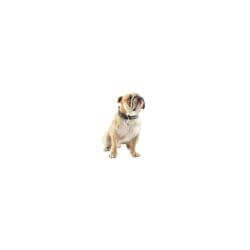 COLLIER ROCK MY DOG 65 NOIR/BLA