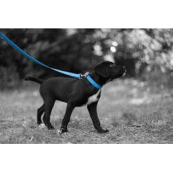 Collier pour Chien bleu en matière BioThane®, Largeur 25mm , taille S