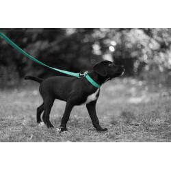 Collier pour Chien Teal en matière BioThane®, Largeur 25mm , taille XL