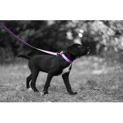Collier pour Chien Améthyste en matière BioThane®, Largeur 25mm , taille XL