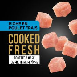 DAFF GRAIN FREE CHATON POULET FRAIS 2KG