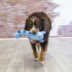 KONG DYNOS ROARS BLUE