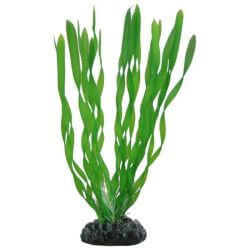 HOBBY VALLISNERIA 20cm