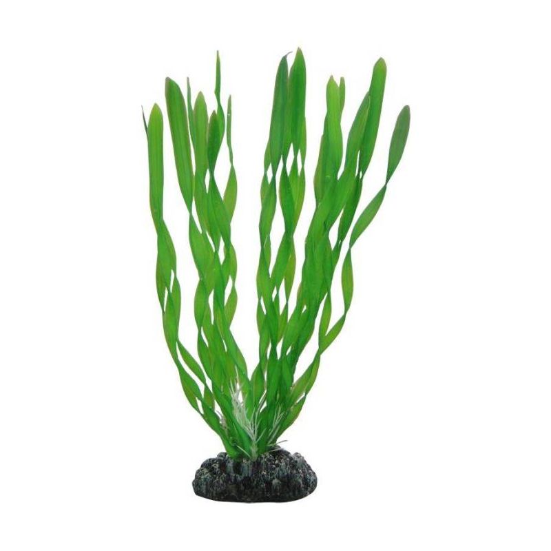 HOBBY VALLISNERIA 20cm