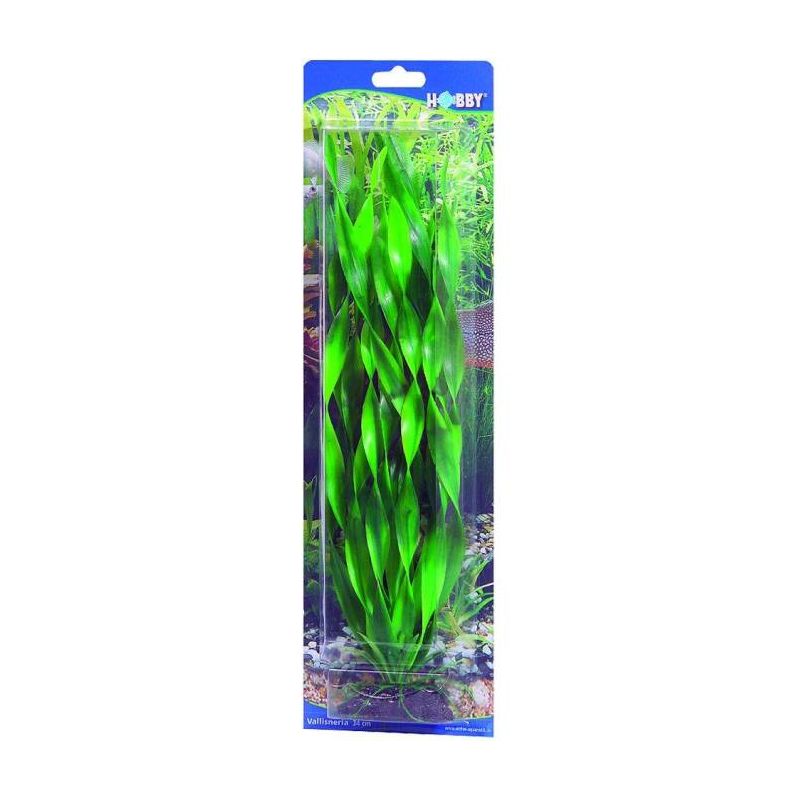 HOBBY VALLISNERIA 34cm
