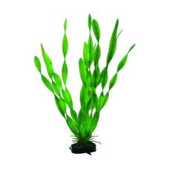 HOBBY VALLISNERIA 34cm