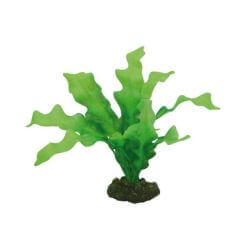 HOBBY ECHINODRUS 20cm