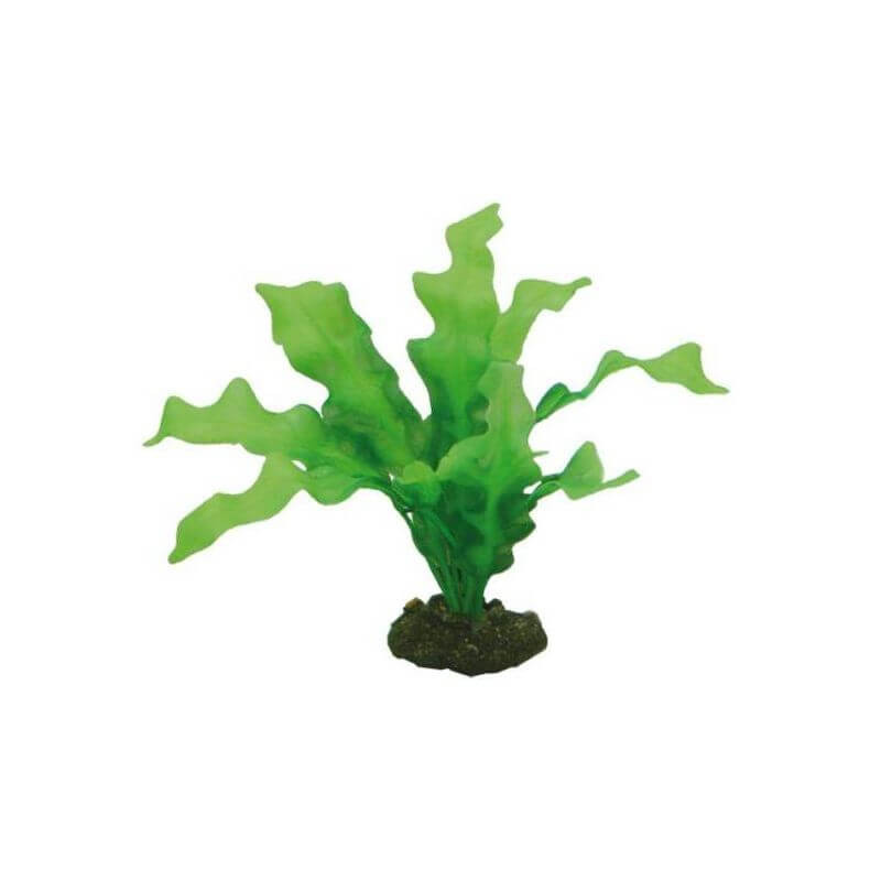 HOBBY ECHINODRUS 20cm