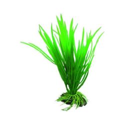 HOBBY CYPERUS 16cm