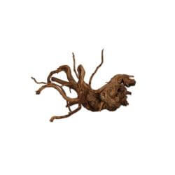 VIGNE RARE ROUGE XS 10-20cm