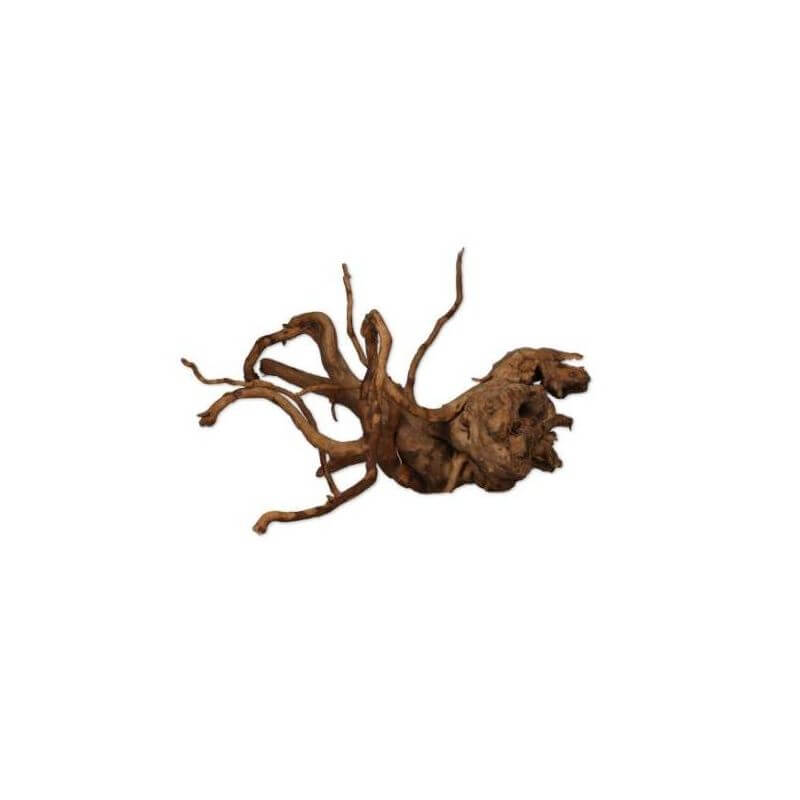 VIGNE RARE ROUGE XS 10-20cm