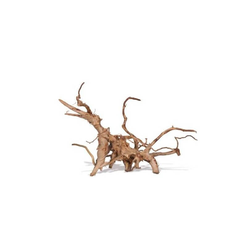 VIGNE RARE ROUGE M 20-45cm