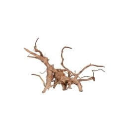 VIGNE RARE ROUGE L 30-50cm