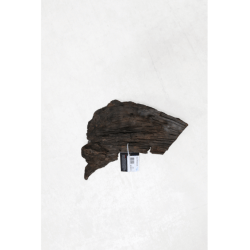 RACINE MANGROVE MS 25-40cm