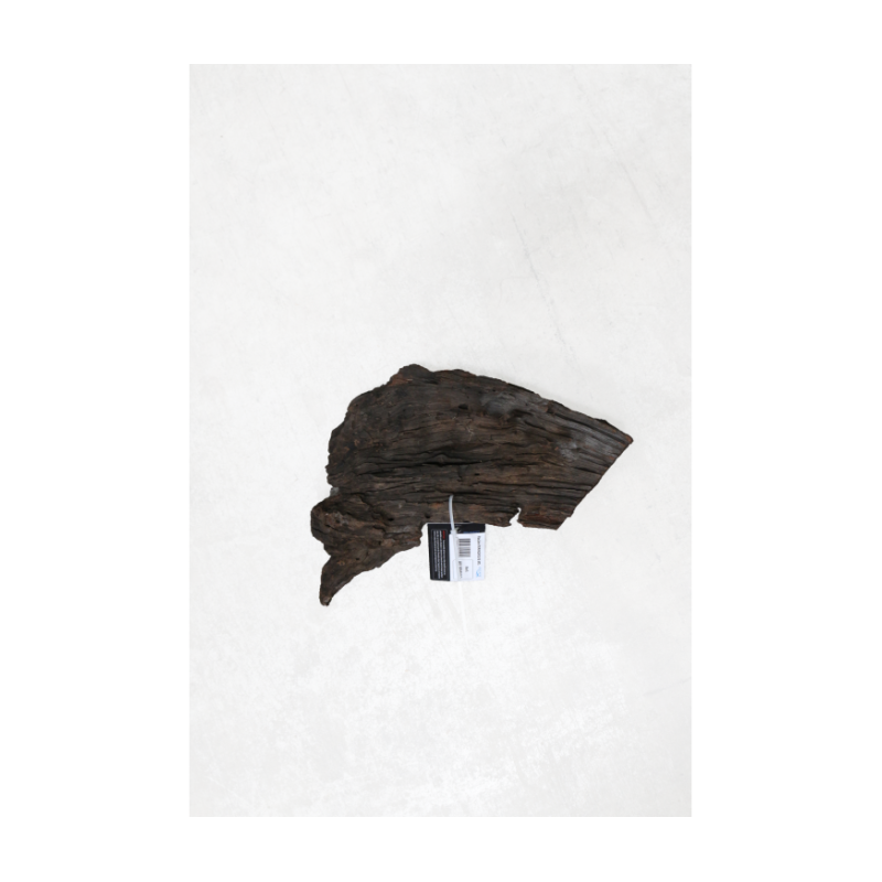 RACINE MANGROVE MS 25-40cm