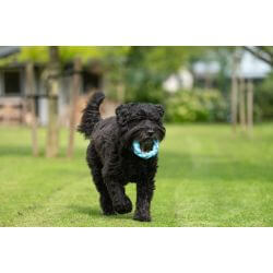 JV PLAYSCENT Anneau Bacon-Ø14cm