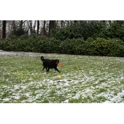 JV PLAYSCENT Dummy Boeuf-24cm