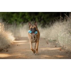 JV PLAYSCENT Os Tordu Bacon-22cm