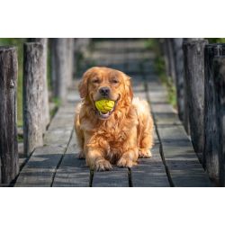 JV PLAYSCENT Balle Poulet-Ø8cm