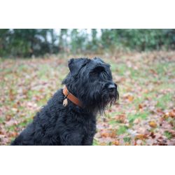 JV BLACK LABEL Collier Large Cognac-50mmx70cm