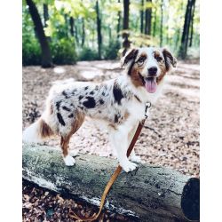 JV BLACK LABEL Laisse Cognac-16mmx100cm