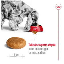 MEDIUM ADULT 10KG