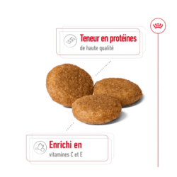 MEDIUM ADULT 10KG