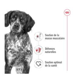MEDIUM ADULT 10KG