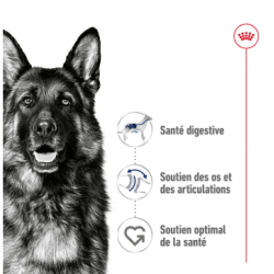 MAXI ADULT 10KG