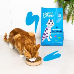 CHAT ADULTE CROQUETTES SAUMON 4 KG