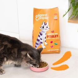 CHAT ADULTE CROQUETTES POULET 2 KG