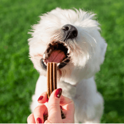 FRIANDISE E&I CHIEN 100G DENTAL CARE S