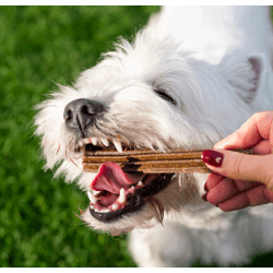 FRIANDISE E&I CHIEN 175G DENTAL CARE L