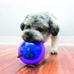 KONG Hopz Ball distributeur de friandises