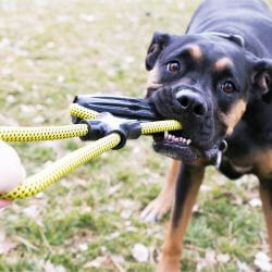 KONG Jaxx Infinity Tug L
