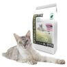 Chat adulte