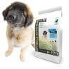 Chiot