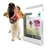 Chien adulte