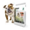 Chien adulte