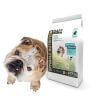 Chien adulte