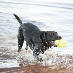 KONG Airdog Football Taille M