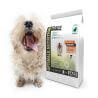 Chien adulte