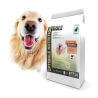 Chien adulte