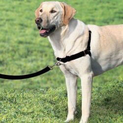 Harnais Easy Walk avec laisse Noir Taille L