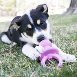 KONG Puppy Binkie S