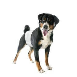 Bandes d'incontinence jetables pour chiens mâles - Taille 1